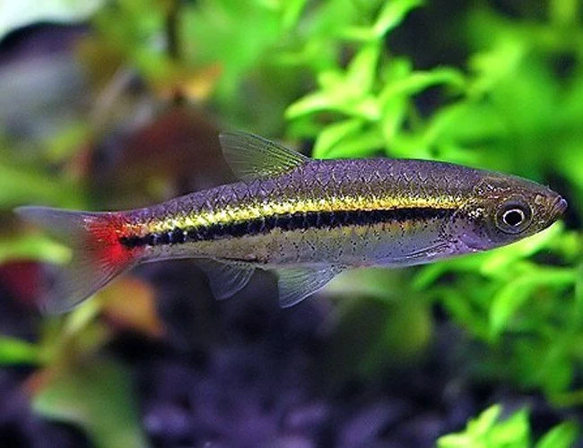 Genuine Brilliant Rasbora PACK OF 6 Authentic
