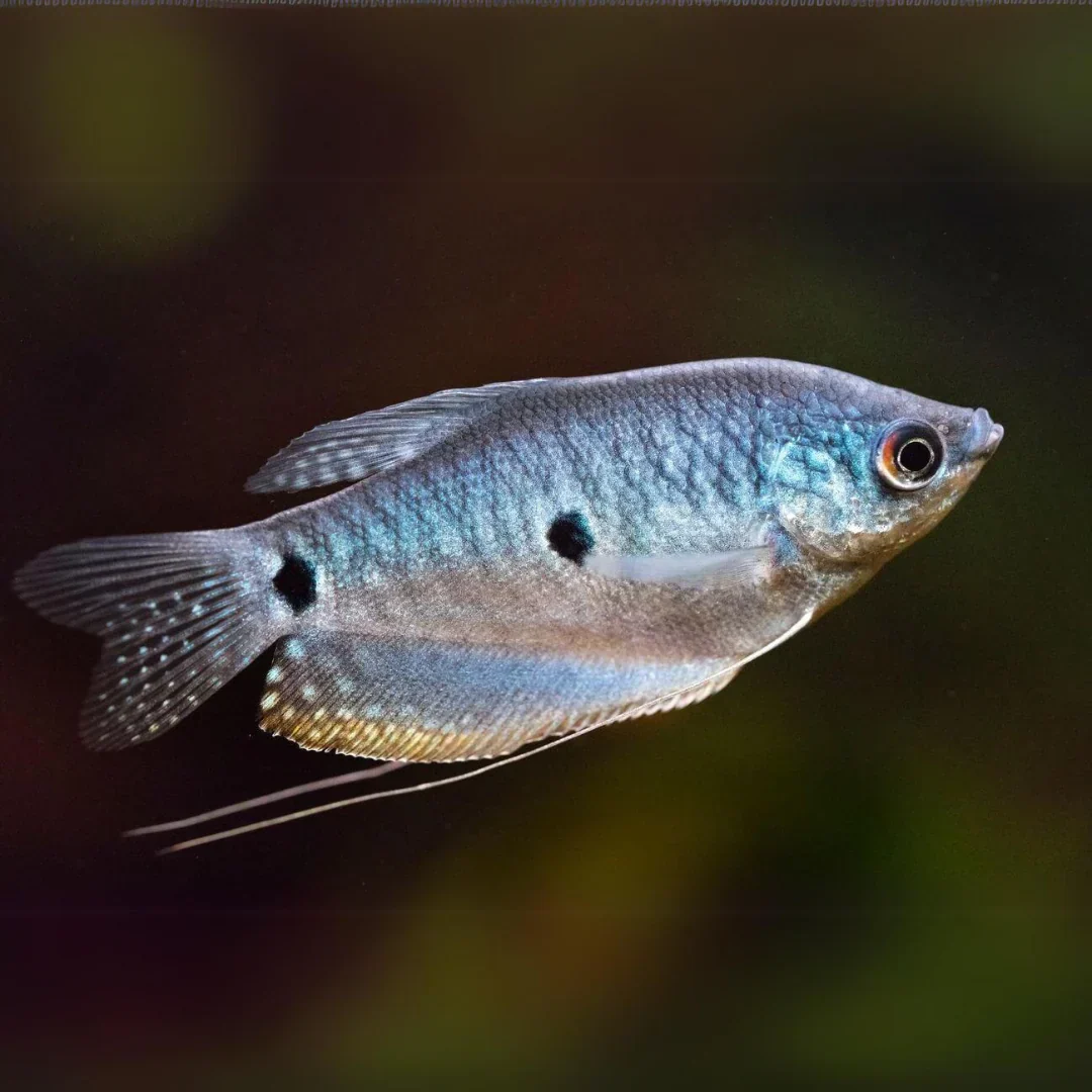 Advanced Three spot gourami Opaline Gourami Quality