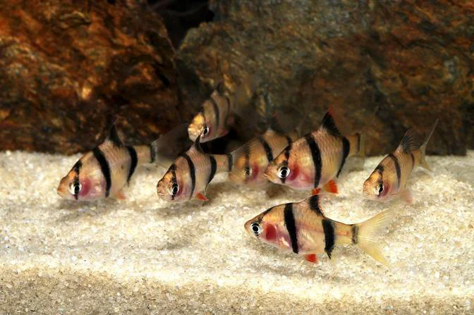 Flexible Blushing Tiger Barb Exceptional