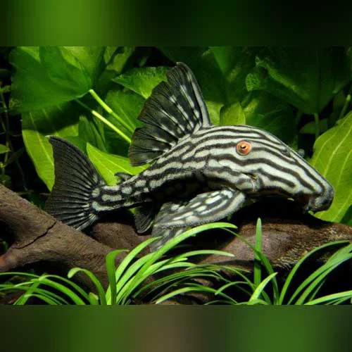 Carefully Designed Royal Phantom Pleco LARGE Top-Quality