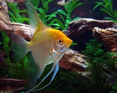 Artisan Gold Angelfish Pterophyllum scalare MEDIUM High-Grade