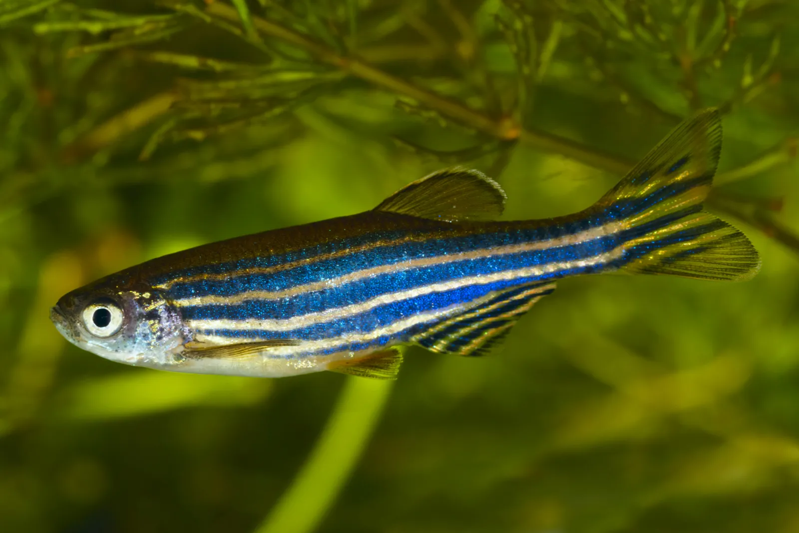 Exceptional Zebra Danios Expertly Made