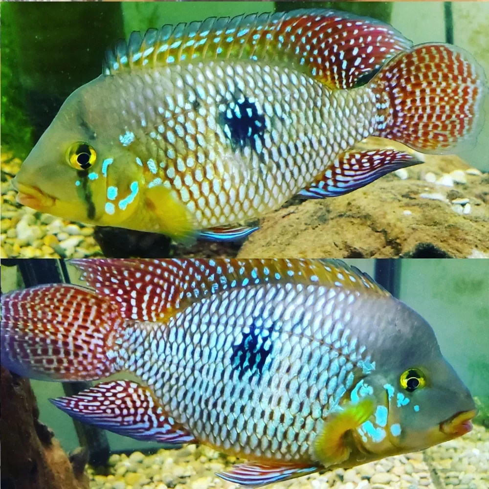 Expertly Made Pearl Eartheater Geophagus brasiliensis Smooth
