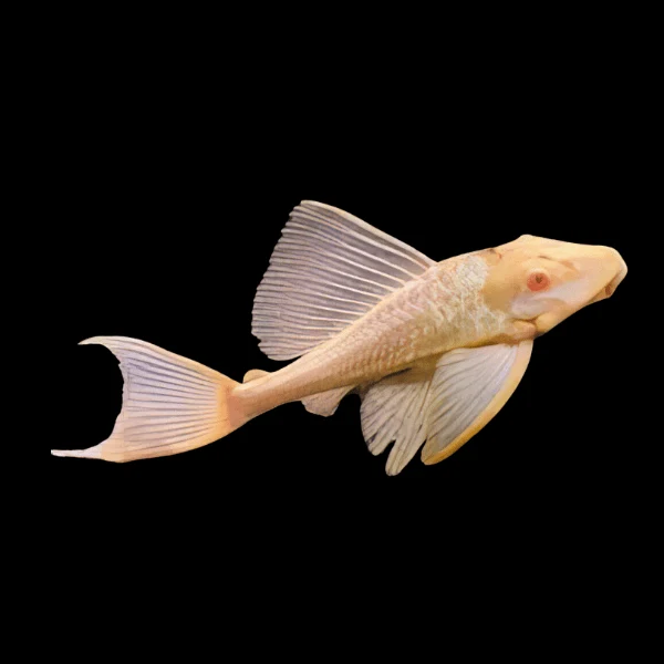 Certified Albino Pleco Ancistrus cf. cirrhosus Sophisticated