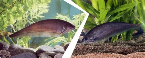 Premium Material African knifefish Authentic