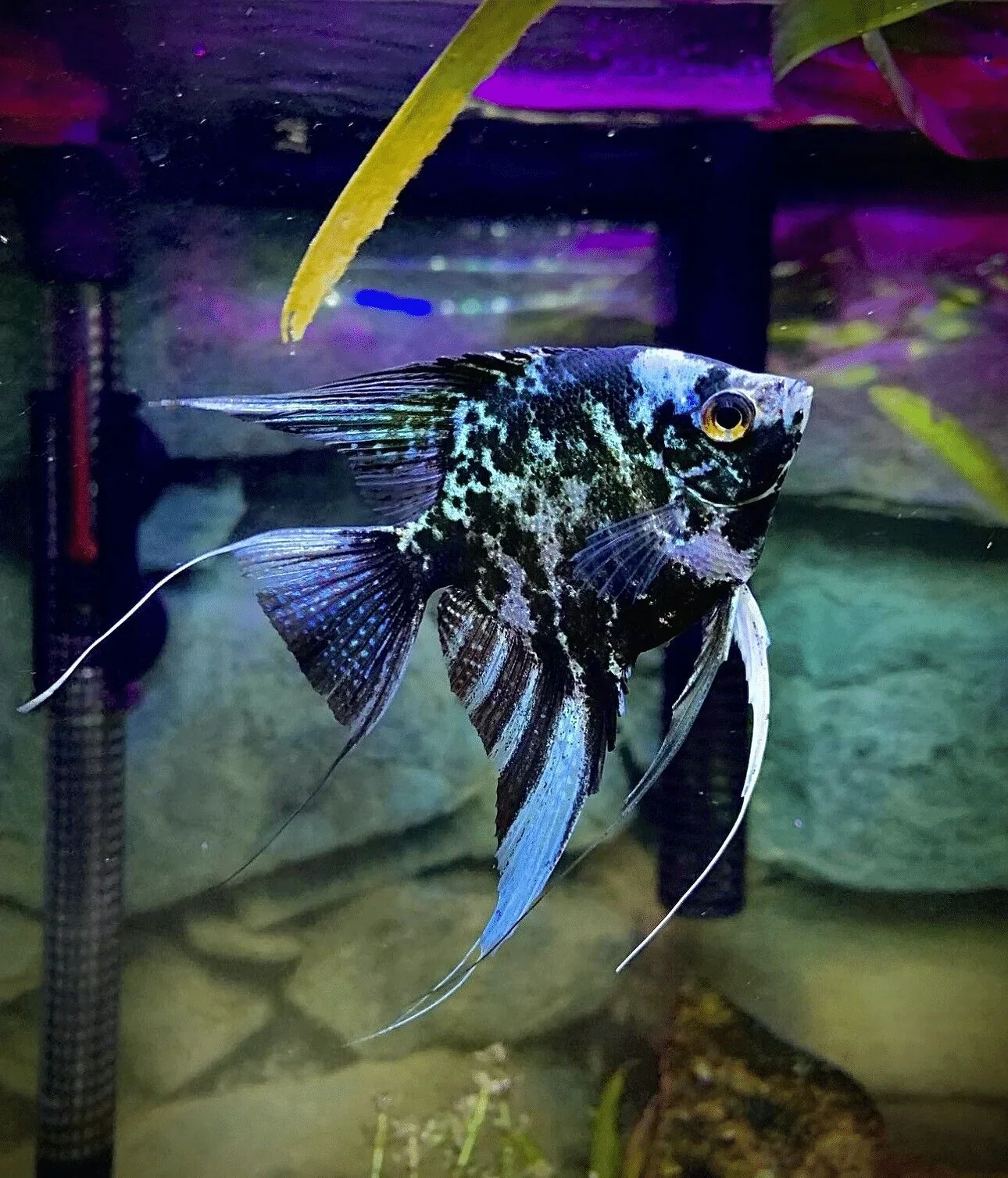 Carefully Designed Marble Angelfish Pterophyllum scalare MEDIUM Selected
