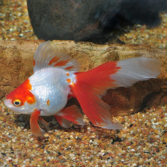 Artisan Red White or Red Ryukin Goldfish Crafted