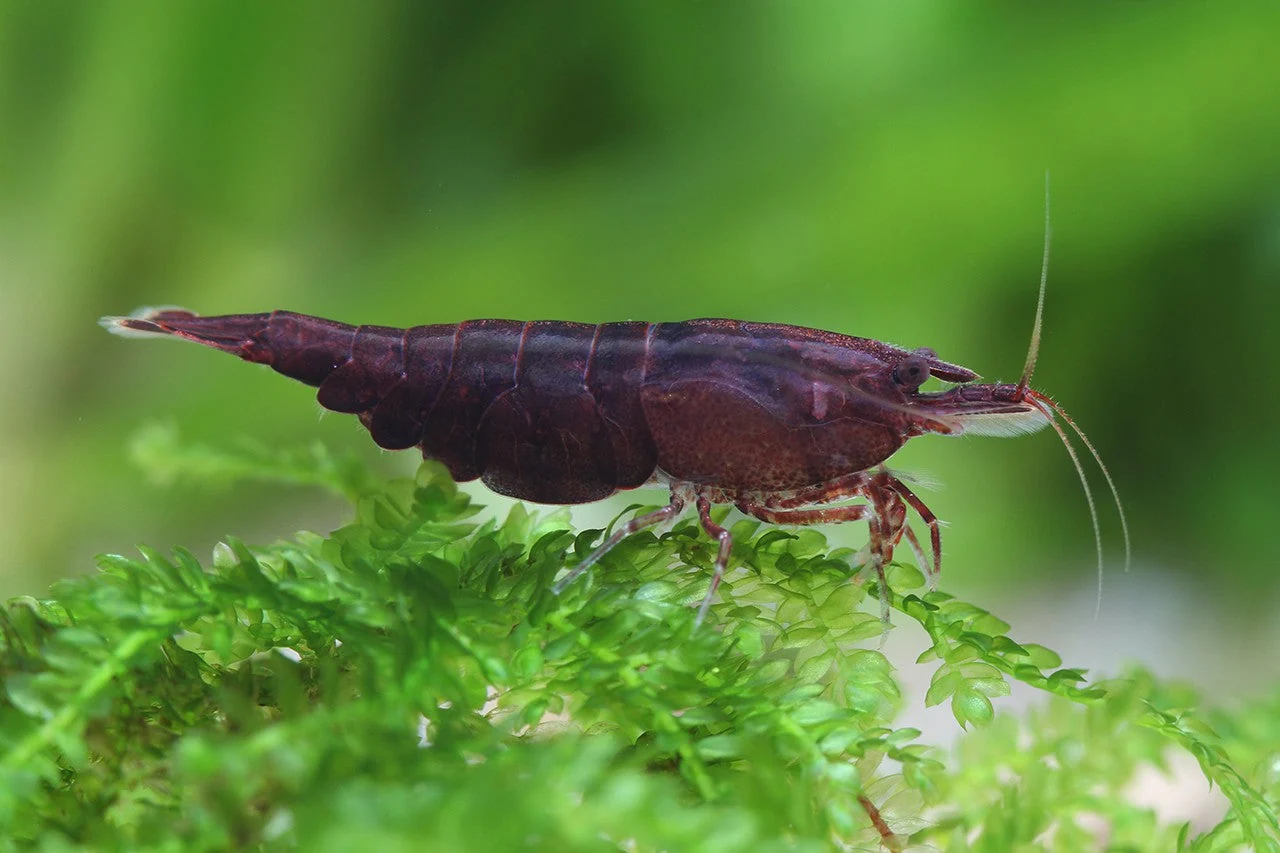 Relaxed Chocolate Shrimp Reliable