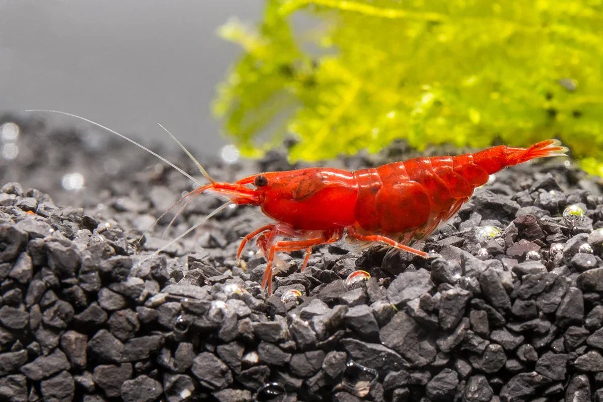 Smart Red Cherry Shrimp Fast