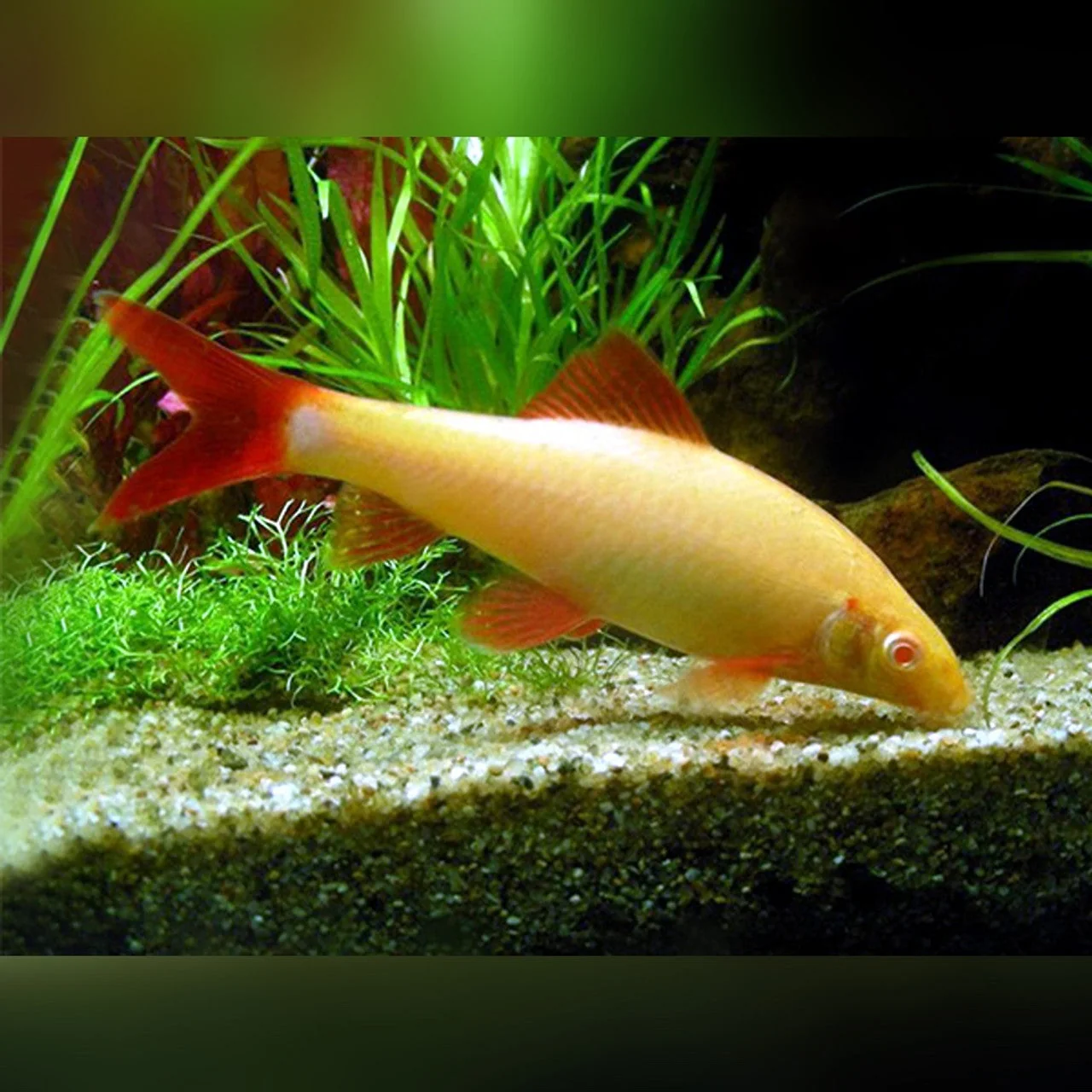 Verified Albino Rainbow Shark Sophisticated
