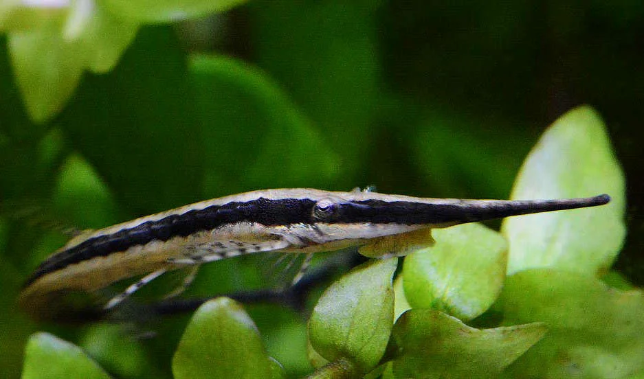 Excellent Longnose Twig Catfish Farlowella gracilis Elite