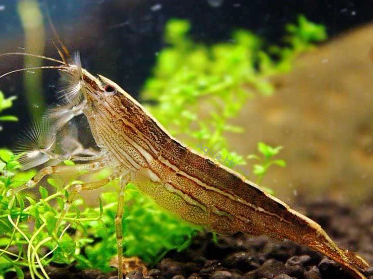 Proven Bamboo shrimp Atyopsis moluccensis Fashionable