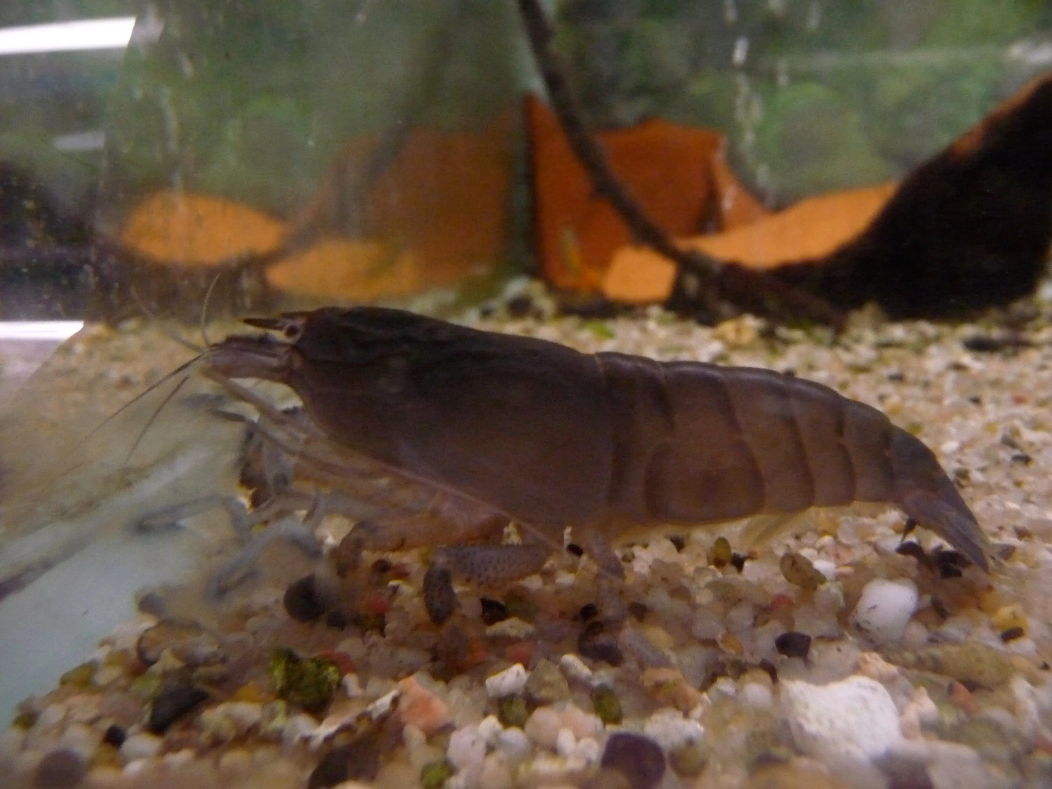 Proven African Fan Shrimp Convenient