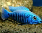 Reusable Electric Blue Ahli Sciaenochromis ahli User-Friendly
