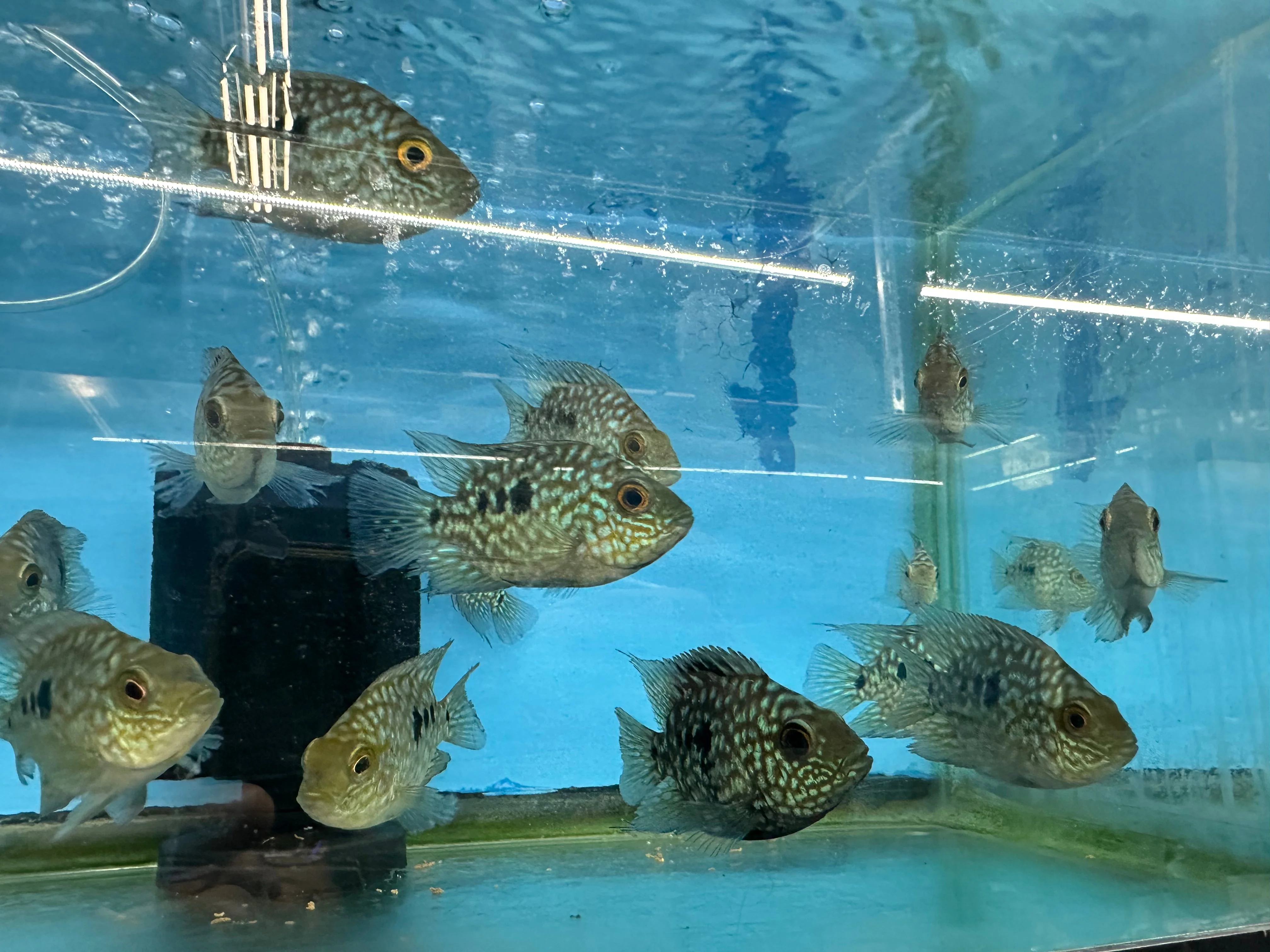 Responsible Balloon body carpintis Texas cichlid Enhanced