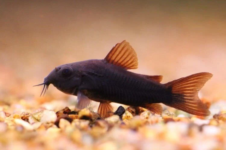 Dependable Black Venezuela Cory Catfish Corydoras schultzei Tank-Bred Responsible