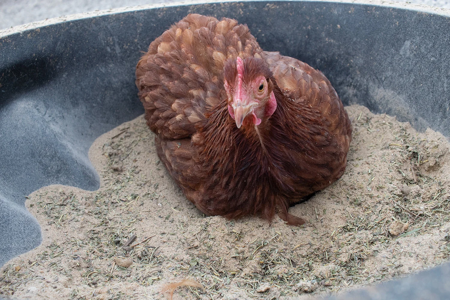 Exclusive Bathing Dust With Herbs To Prevent Repel Mites Quality