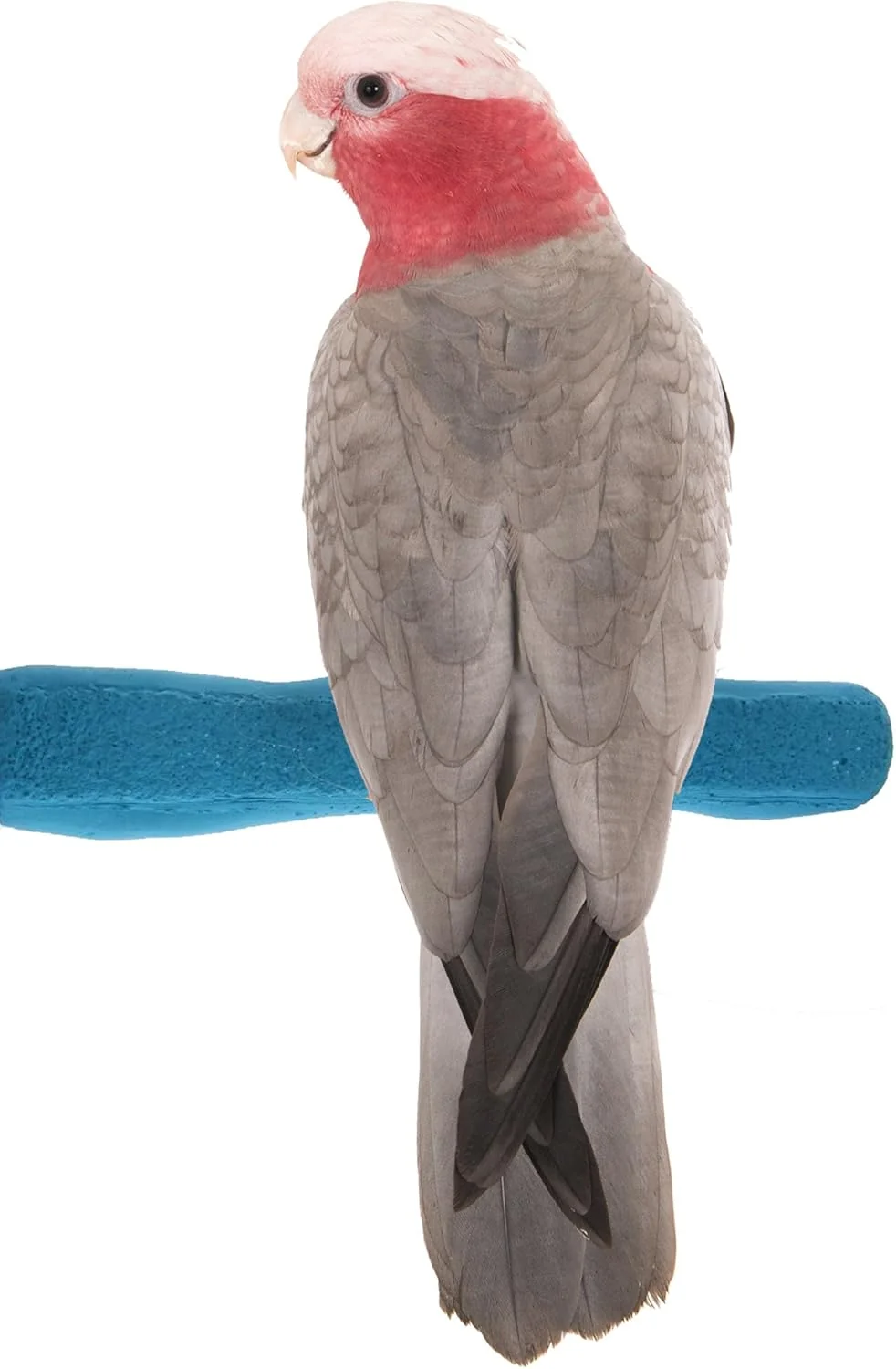Unique Comfort Grip Safety Perch for Bird Cages - Pedicure Perch for Birds to Keep Nails and Beaks in Top Condition - Safe Easy to Install Bird Cage Accessories - M 8.5 Minimalist