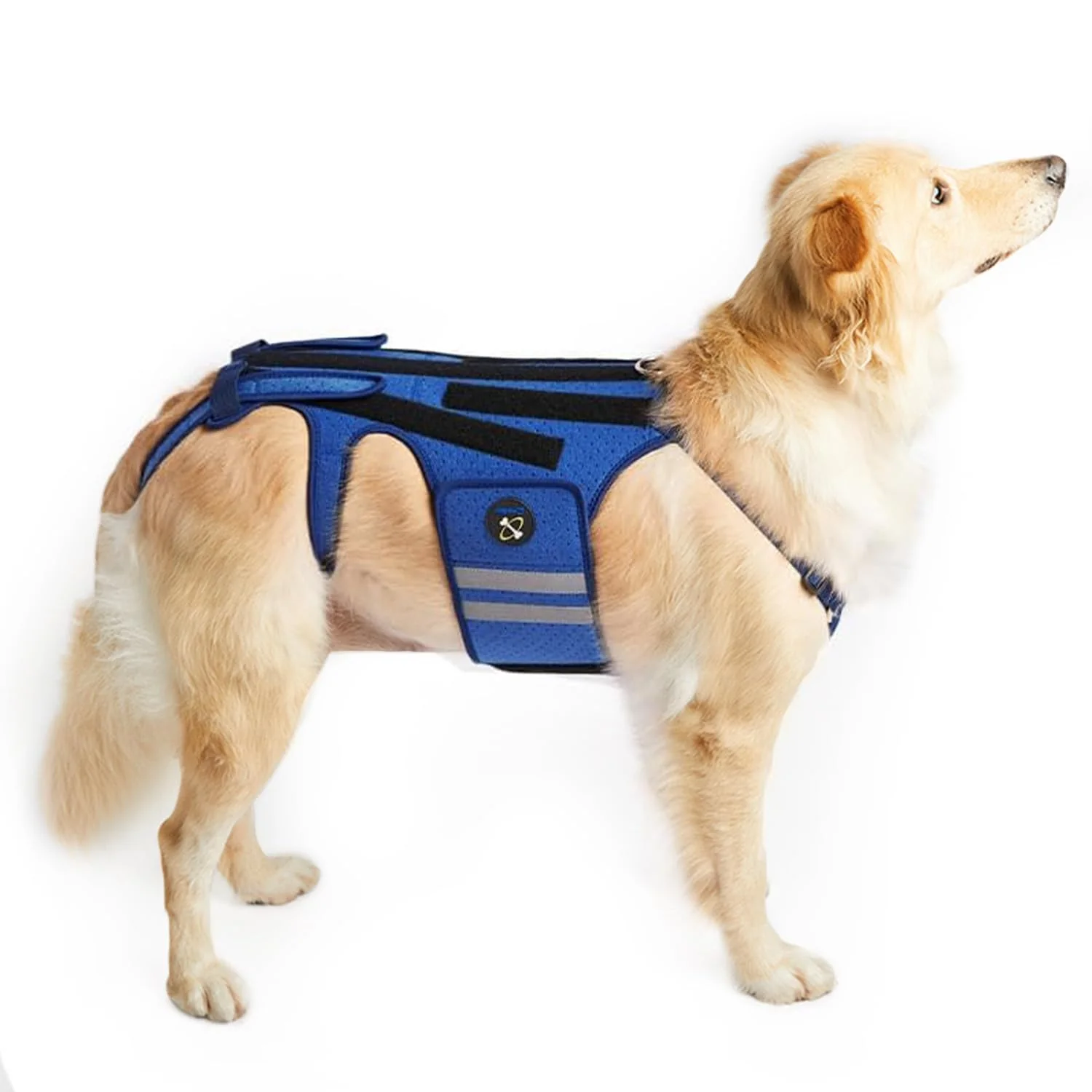 Soft Coodeo Dog Back Brace for Arthritis IVDD — Back Support Recovery Rehabilitation Blue Medium Solid