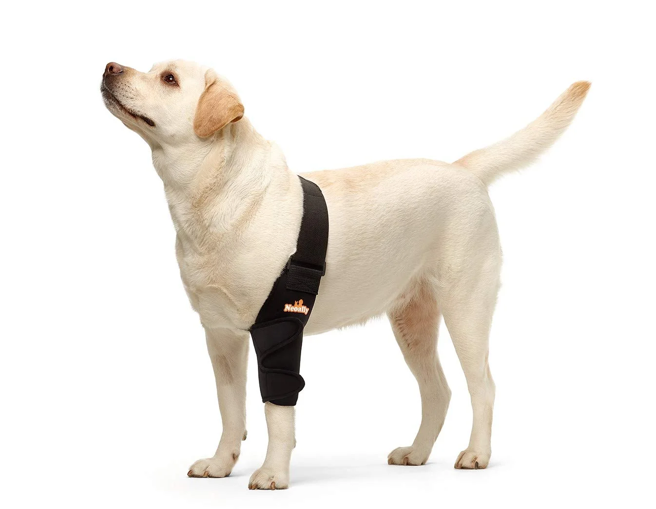Premium NeoAlly Dog Elbow Brace – Left Leg Large Joint Support Hygroma Dysplasia Protection First-Class