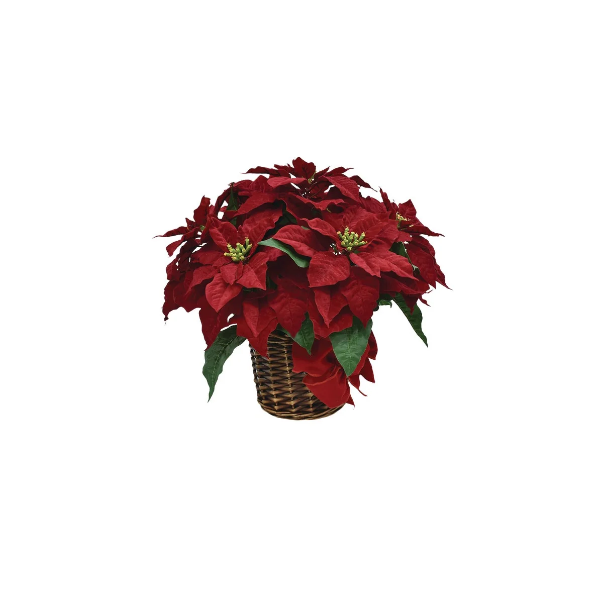 Green 16 In. Regal Red Poinsettia with Red Velvet Bow Long-Lasting