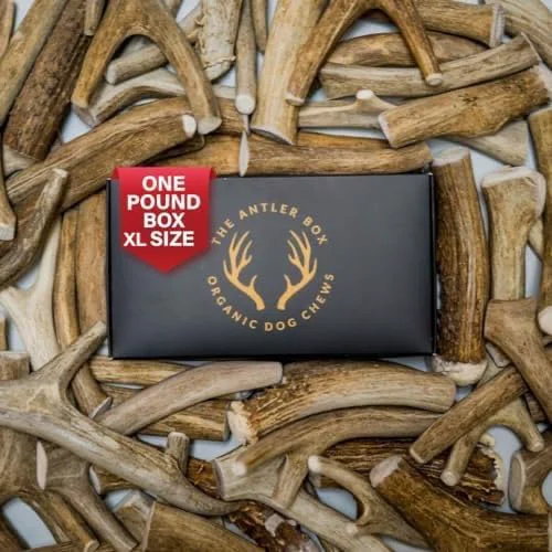 Excellent The Antler Box Premium Deer Antler Dog Chews – 1 lb Bulk Pack X-Large 2 Antlers Certified