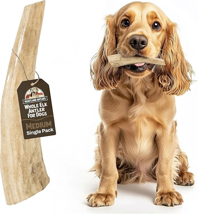 Exclusive Heartland Elk Antlers for Dogs - Daily Dental Care Chews for Aggressive Chewers to Reduce Plaque Prevent Destructive Behavior Whole Splinter 5-6 Medium 1-Pack Grade A USA Made About This Powerful