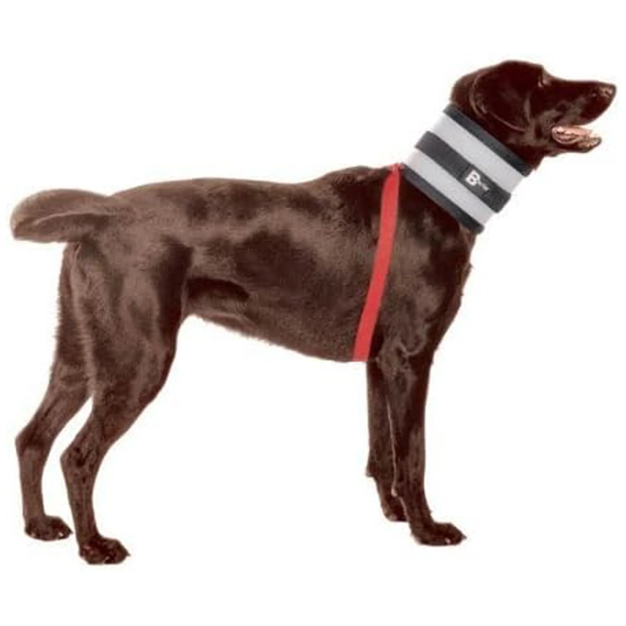 Contemporary BiteNot Collar 6 W x 27 L — Flexible Wear-On Pet Collar Convenient