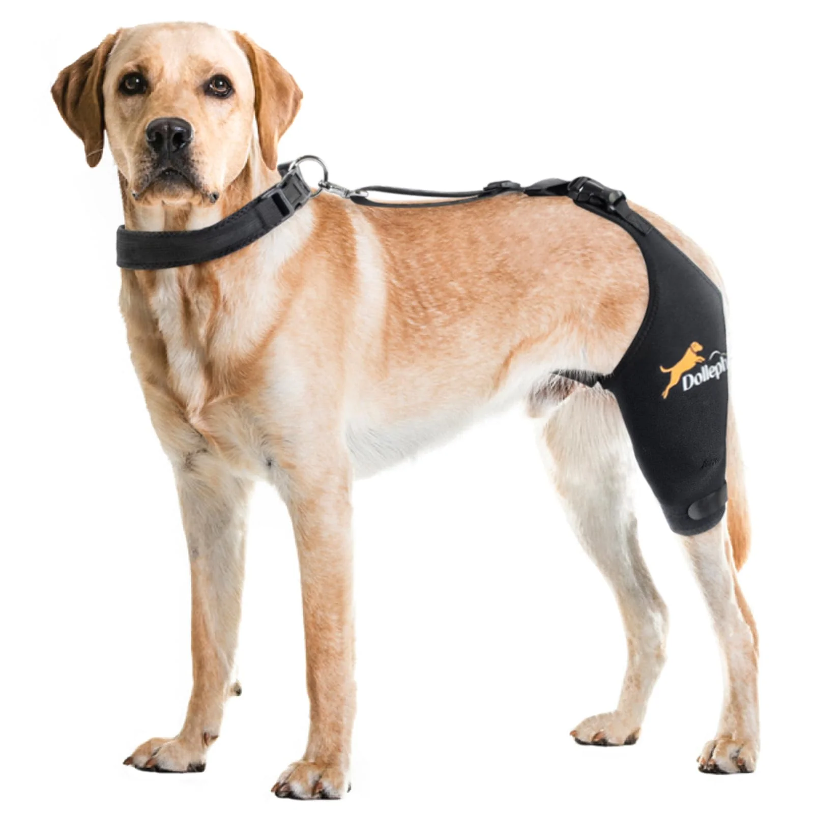 Safe Dollephi Dog Knee Brace for ACL Arthritis Post-Surgical Support – Left Leg M with Hot Cold Gel Pack Green