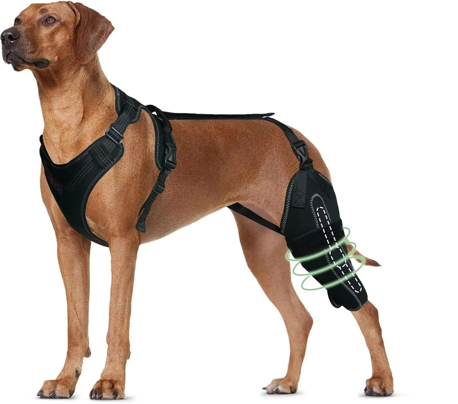Functional TIPOOP Dog Knee Brace for ACL CCL – Left Leg Rear Knee Support Size M Black Superior