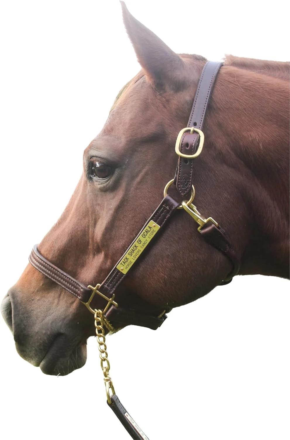 Powerful Leather Halter for Horses with Customized Engraved Name Plate Option Halter for Horse Brown Brass Padded Halter Blue or Green Black Brass Black Chrome Options Natural