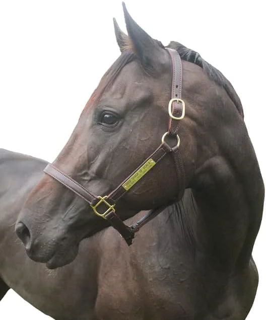 Eco-Friendly Turnout Leather Halter for Horses with Customized Engraved Name Plate Brown Leather with Solid Brass Hardware Fixed Chin Double Buckle Crown Durable