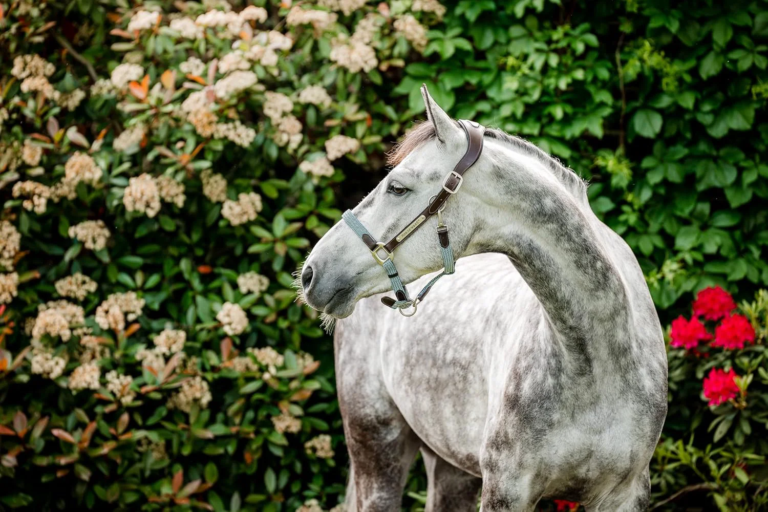 Stylish Horseware® Signature Braided Halter Traditional