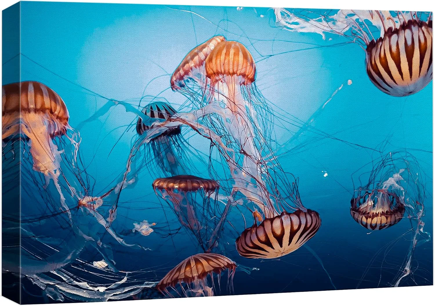 Reusable wall26 Canvas Print Wall Art Tiger Stripe Jellyfish Underwater Ocean Sea Nature Animals Photography ism Rustic Scenic Landscape Wilderness Colorful for Living Room Bedroom Office - 16 x24 Safe