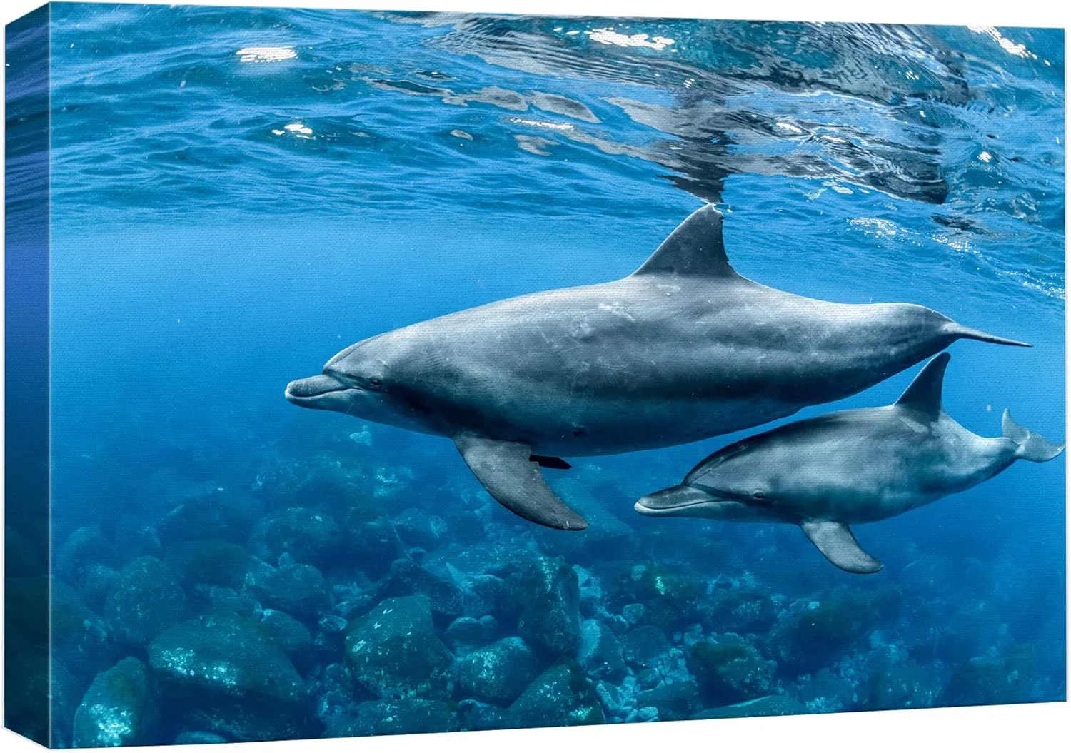 Versatile wall26 Canvas Print Wall Art Tropical Ocean Sea Underwater Dolphin Duo Nature Animals Photography ism Rustic Scenic Landscape Wilderness Earth Colorful for Living Room Bedroom Office - 24 x36 Excellent