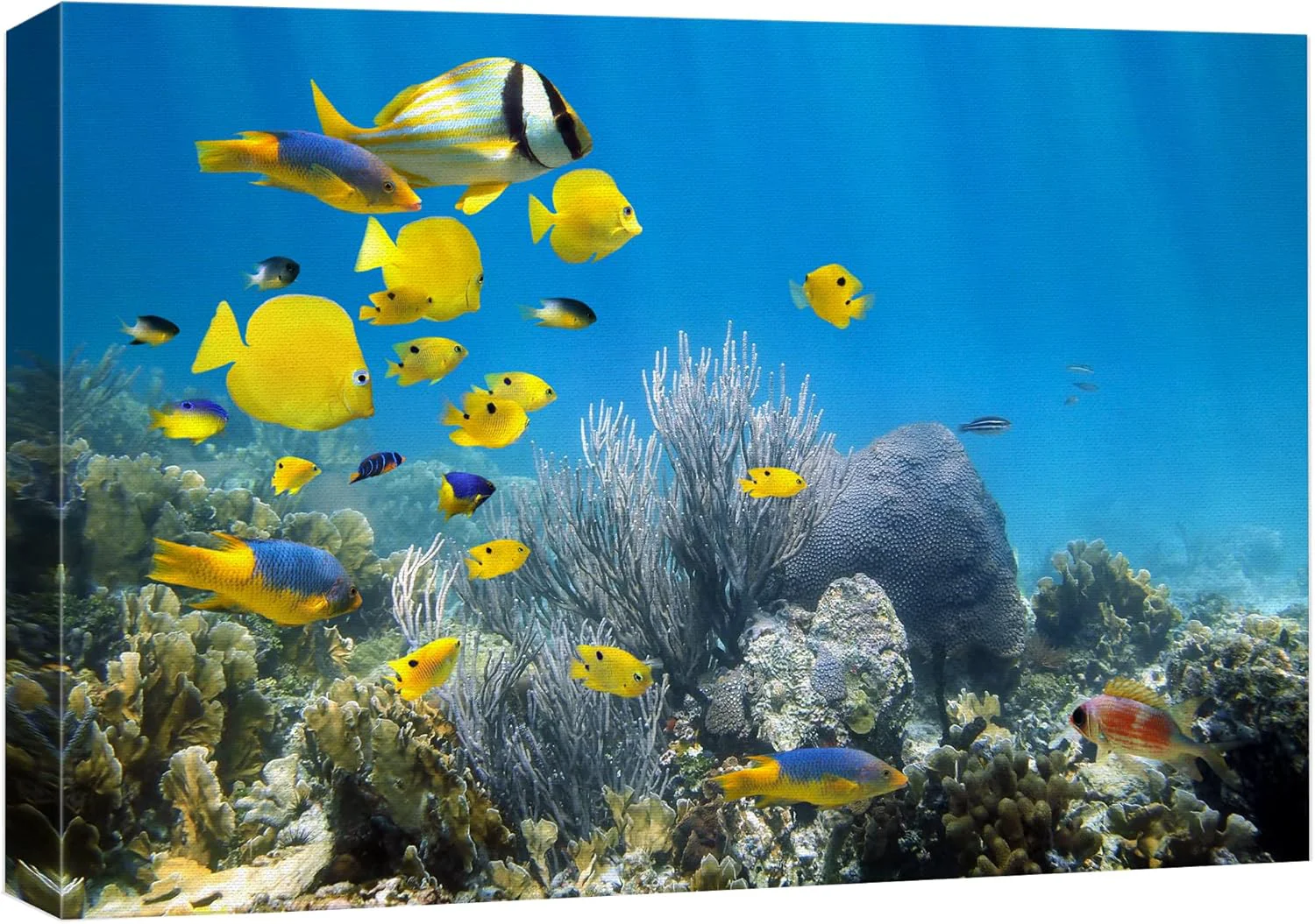 Fast wall26 Canvas Print Wall Art Yellow School of Fish with Blue Coral Reef Nature Ocean Photography ism Nautical Scenic Relax Calm Multicolor Ultra for Living Room Bedroom Office - 24 x36 Smooth