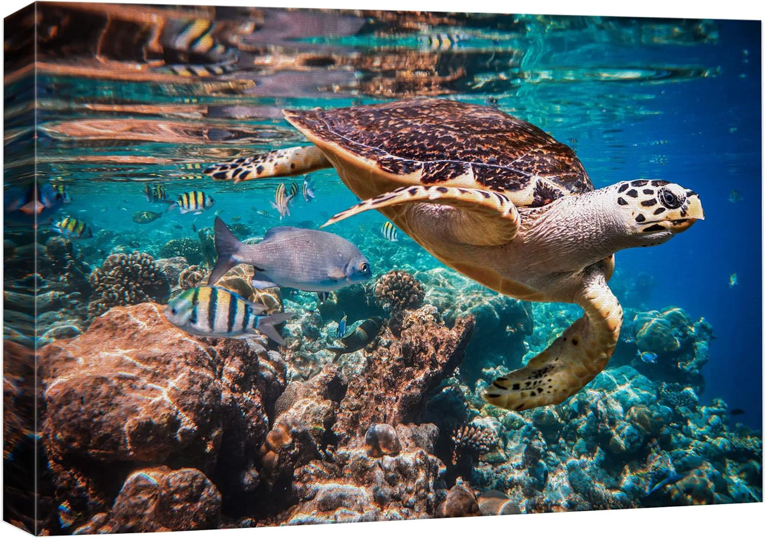 Original wall26 Canvas Print Wall Art Tropical Turtle Coral Reef Deep Sea Dive Nature Animals Photography ism Rustic Scenic Landscape Wilderness Earth Colorful for Living Room Bedroom Office - 12 x18 Consistent