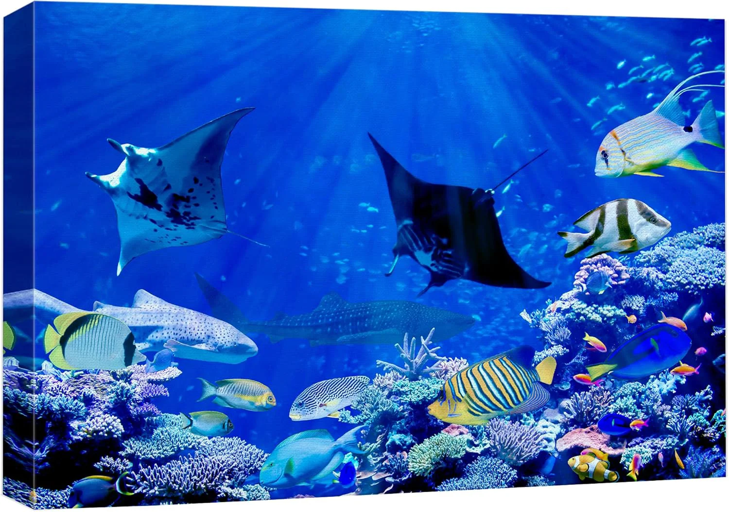 Selected wall26 Canvas Print Wall Art Vibrant Sunlight Ray Ocean Shark Fish Reef Nature Animals Photography ism Rustic Scenic Landscape Wilderness Earth for Living Room Bedroom Office - 12 x18 Fine