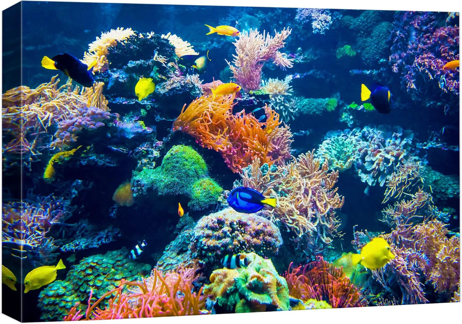 Certified wall26 Canvas Print Wall Art Vibrant Multicolor Coral Reef Fish Ecosystem Nature Animals Photography ism Rustic Scenic Landscape Wilderness Colorful for Living Room Bedroom Office - 12 x18 Prestigious
