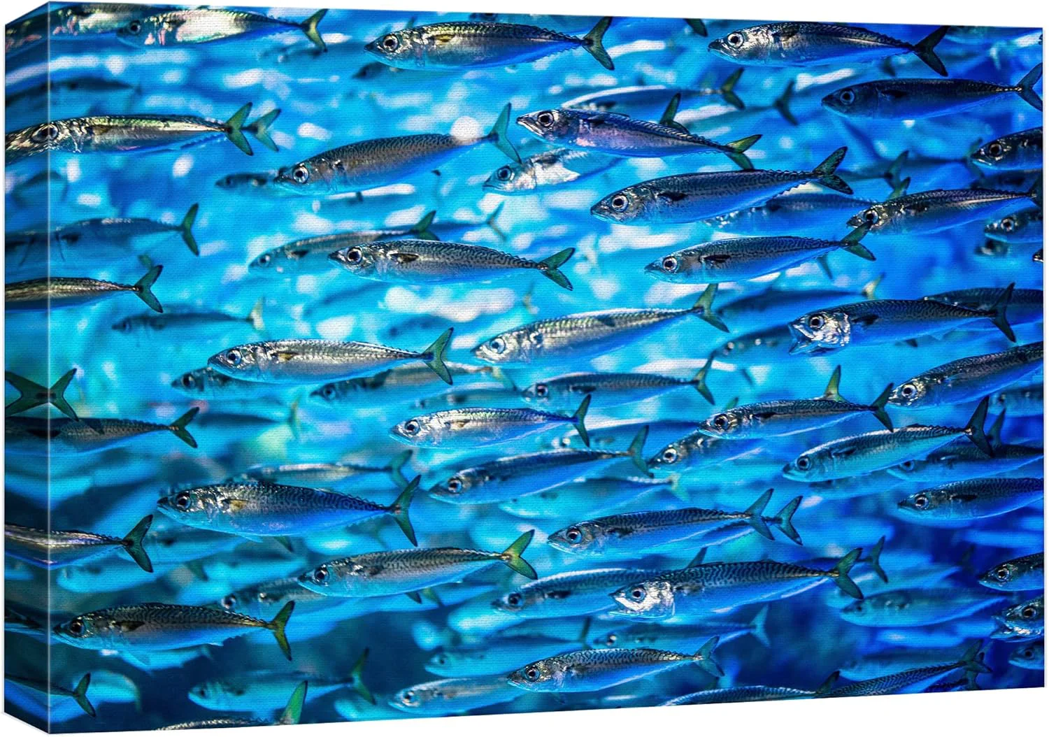 Certified wall26 Canvas Print Wall Art Close Up Sardine School of Fish Underwater Nature Animals Photography ism Rustic Scenic Landscape Wilderness Earth for Living Room Bedroom Office - 32 x48 Professional