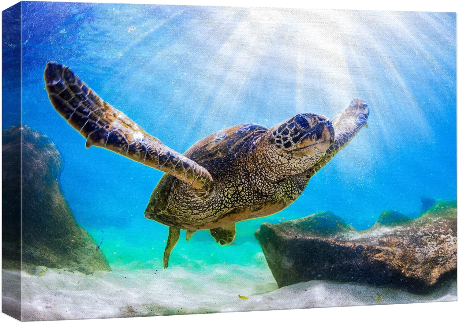 Reliable wall26 Canvas Print Wall Art Sunlight Ray Tropical Turtle Swimming Ocean Nature Animals Photography ism Rustic Scenic Landscape Wilderness Colorful for Living Room Bedroom Office - 24 x36 Carefully Designed