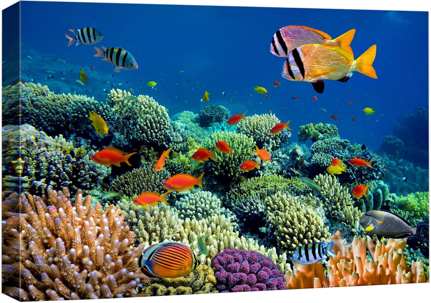 Innovative wall26 Canvas Print Wall Art Vibrant Coral Reef Underwater Panorama Nature Animals Photography ism Rustic Scenic Landscape Wilderness Earth Colorful for Living Room Bedroom Office - 12 x18 High-Performance