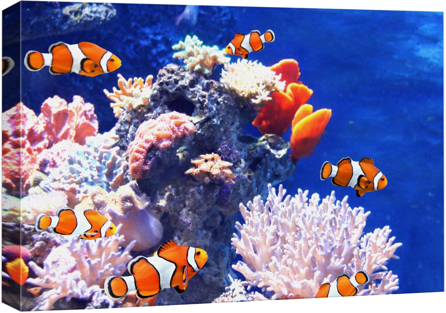 Contemporary wall26 Canvas Print Wall Art Clownfish Underwater Tropical Coral Reef Nature Animals Photography ism Rustic Scenic Landscape Wilderness Earth Colorful for Living Room Bedroom Office - 32 x48 Smooth