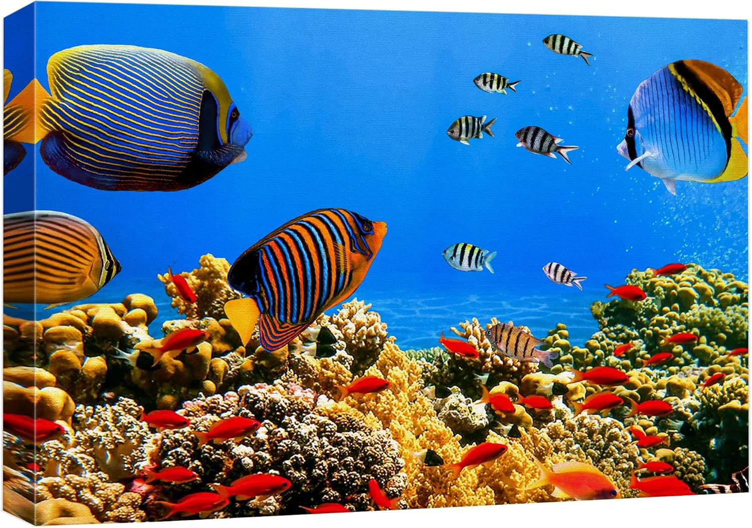 Easy-to-Use wall26 Canvas Print Wall Art Tropical Island Underwater Fish Red Anemone Nature Animals Photography ism Rustic Scenic Landscape Wilderness Colorful for Living Room Bedroom Office - 24 x36 Original Design
