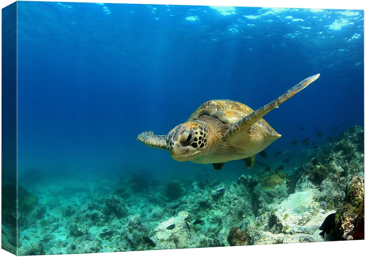 Top-Quality wall26 Canvas Print Wall Art Sea Turtle Gliding Through Sea Nature Ocean Photography ism Nautical Scenic Relax Calm Multicolor Ultra for Living Room Bedroom Office - 12 x18 Authentic