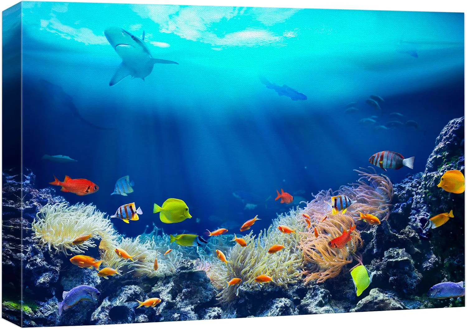 Specialty wall26 Canvas Print Wall Art Shining Sunlight Coral Reef Shark Fish Nature Animals Photography ism Rustic Scenic Landscape Wilderness Earth Colorful for Living Room Bedroom Office - 32 x48 Reliable
