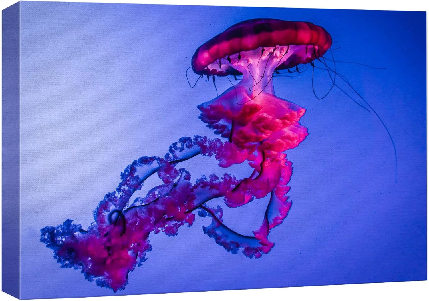 Crafted wall26 Canvas Print Wall Art Vibrant Neon Hot Pink Underwater Jellyfish Nature Animals Photography ism Rustic Scenic Landscape Wilderness Earth for Living Room Bedroom Office - 12 x18 Innovative