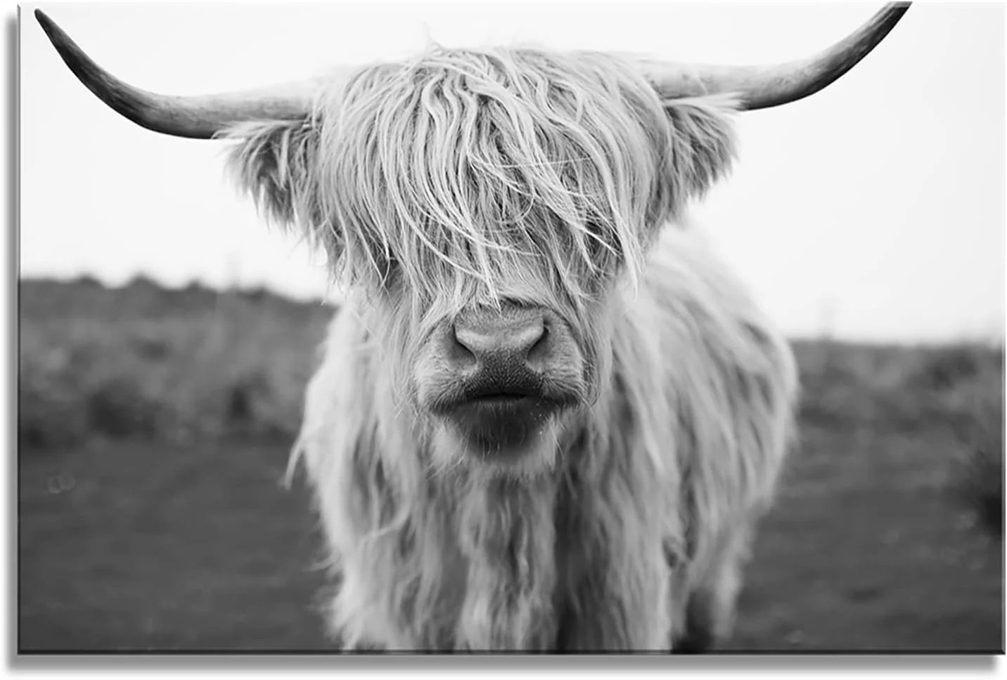 Unique XXMWallArt FC3681 Highland Cow Canvas Art - Black and White Animal Wall Art for Living Room Bedroom Office Wall Decor Specialty