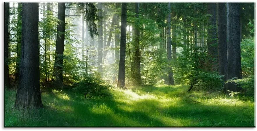 Solid Morning Sunlight Forest Large Stretched Canvas Wall Art for Living Room Bedroom Home Mordern Woods Scenery Picture Print Painting Decor Artwork Green Landscape Gallery Wrapped Gift Inner Frame 24x48 Clean