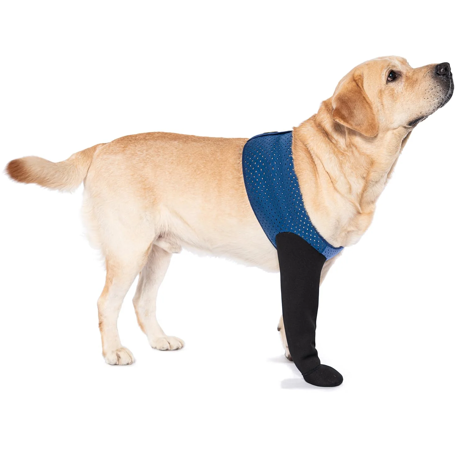Elegant COODEO Dog Socks – Licking-Prevention Boots Non-Slip Paw Protectors Blue 3XL_Left Solid